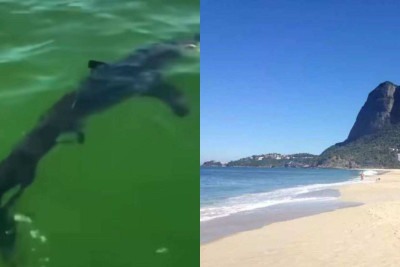 Vídeos publicados nas redes sociais mostram o tubarão avistado na Barra da Tijuca, no Rio de Janeiro (RJ) -  (crédito: Reprodução/Redes sociais)
