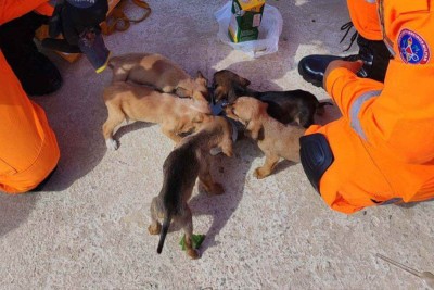 Animais foram resgatados na manhã deste sábado (24/5) no Bairro Nova Contagem, em Contagem, na Grande BH -  (crédito: Reprodução/CBMMG)