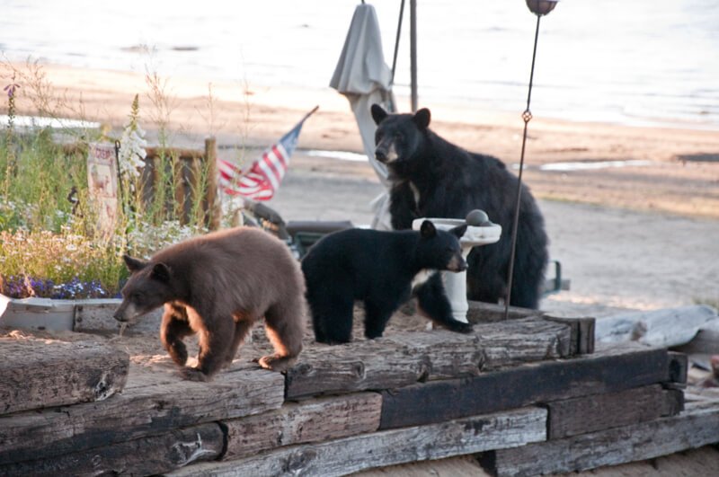 O urso-negro já é conhecido pelo hábito de vasculhar resíduos deixados por humanos.