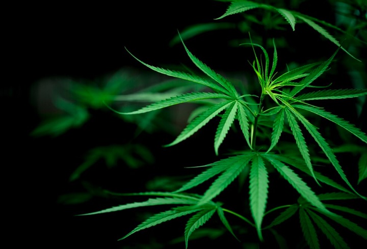 Em algumas espécies, como a maconha, o gênero da planta é importante para determinar seu uso final. As fêmeas produzem flores que contêm THC, o principal composto psicoativo da cannabis, enquanto as plantas machos têm flores que não contêm THC.
