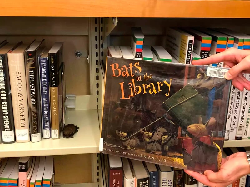 Em Washington (EUA), na Biblioteca Pública de Camas, um morcego dormiu ao lado de um livro chamado "Morcegos na Biblioteca". Funcionários não deixaram essa coincidência ar despercebida. 