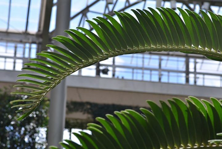"Tenho esperança de que haja uma fêmea em algum lugar por aí; afinal de contas, deve ter havido uma em algum momento. Seria incrível recuperar esta planta tão próxima da extinção por meio da reprodução natural", disse ela.