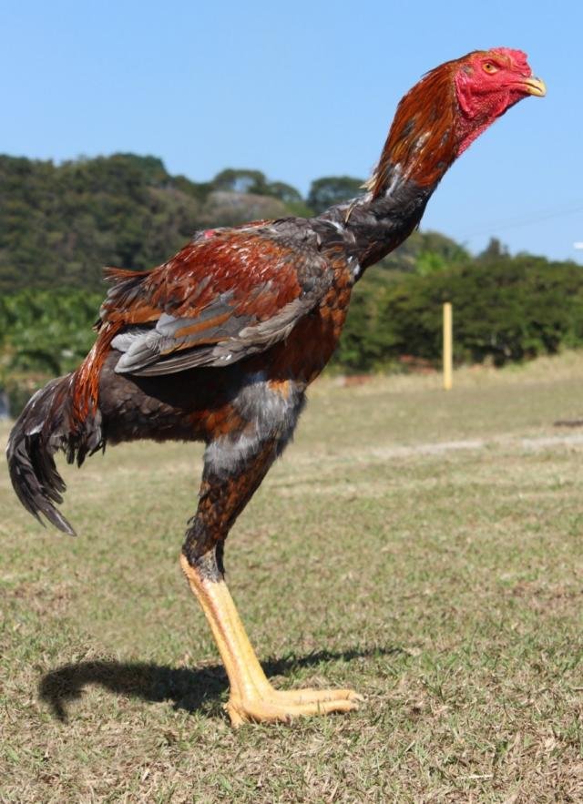 Aves gigantes botam ovos de R$ 1 mil a dúzia ; veja a espécie