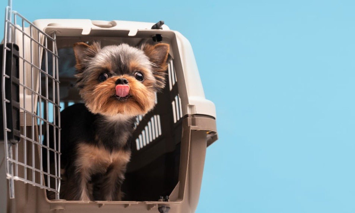 BH terá vacinação de cães e gatos contra a raiva neste sábado (23/8) - freepik