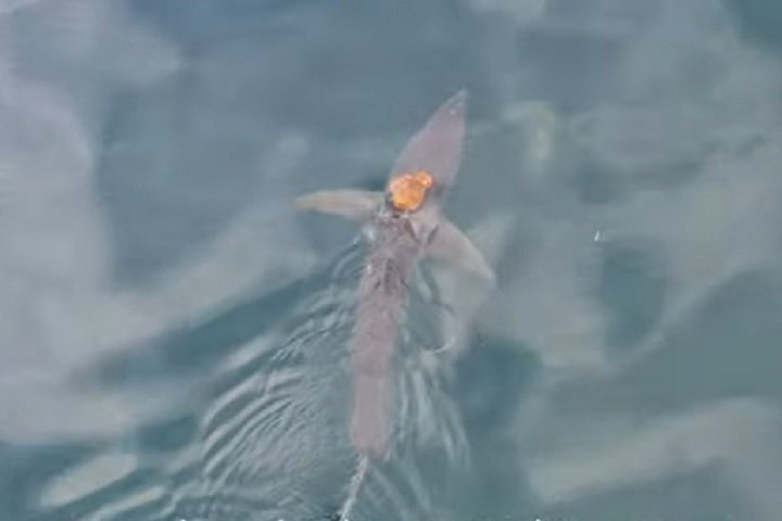 As imagens foram registradas no fim de 2024, mas só foram divulgadas em março de 2025.