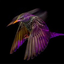 Veja a lista dos vencedores do Prêmio Britânico de Fotografia da Vida Selvagem 2025 - Mark Williams/British Wildlife Photography Awards