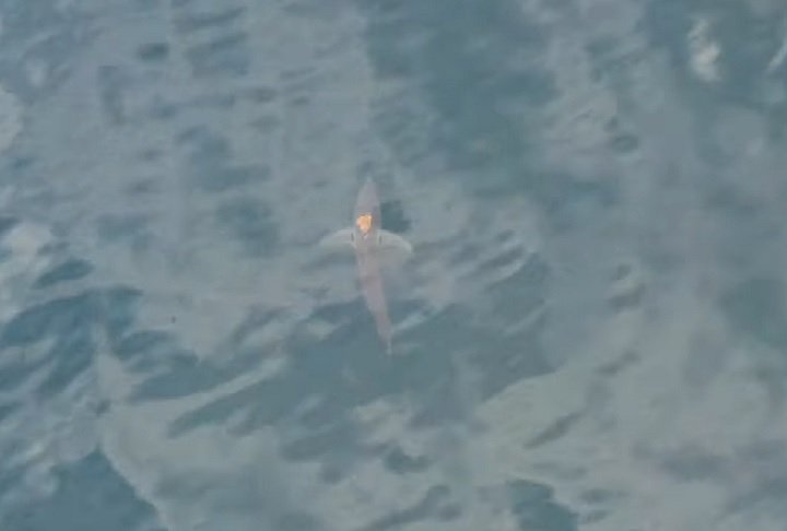 A pesquisadora Rochelle Constantine contou que, quando viu o tubarão, estranhou: "Que negócio laranja é este no tubarão?"