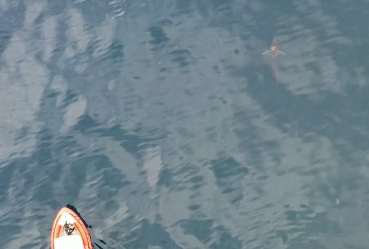 Ela chegou a pensar que fosse um machucado ou até uma boia presa na pele do tubarão. 