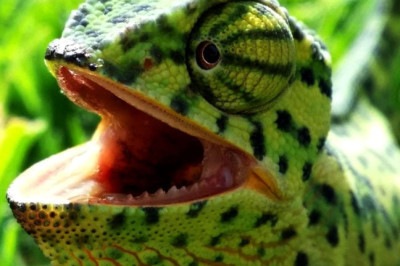 Com o poder de se camuflar para evitar outros predadores, o camaleão é um réptil que tem o poder de evitar ser notado também para buscar suas presas. Conheça, então, seus traços marcantes, estilo de vida na fauna e habitat natural. 

 - 
