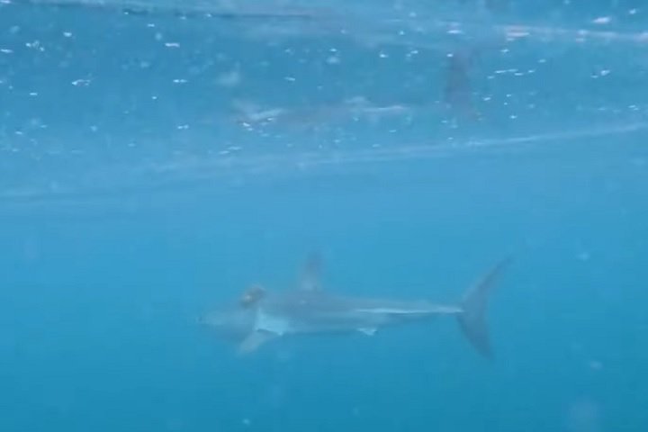 Eles descobriram que o polvo, da espécie maori, se prendeu na "garupa" de um tubarão-mako.