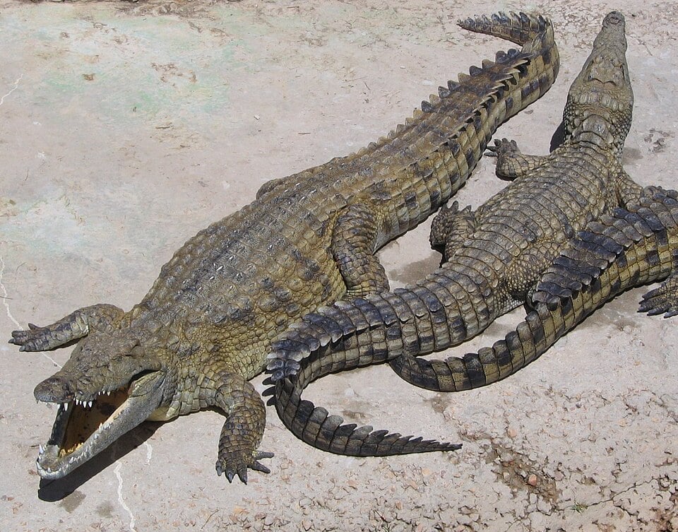 Apesar disso, o rio é lar de uma biodiversidade impressionante, incluindo diversas espécies de peixes, aves e mamíferos, como o hipopótamo e o famoso crocodilo-do-Nilo. 