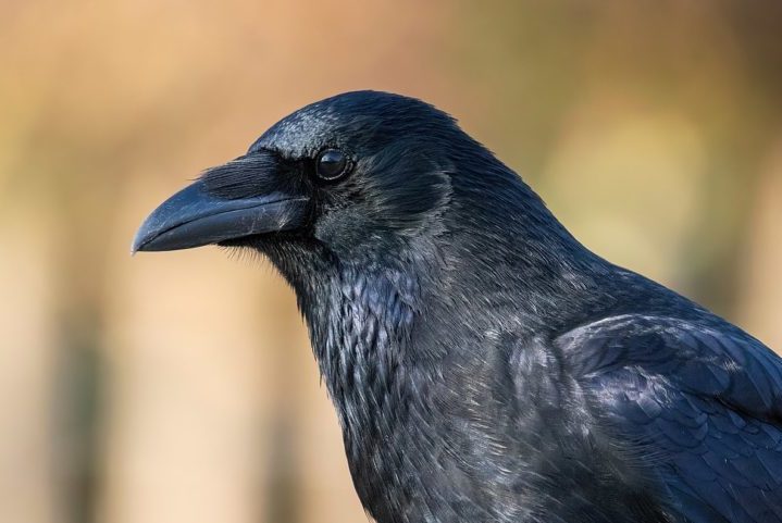 Cada espécie de corvo possui características únicas. Eles se adaptam aos mais diversos habitats, desde montanhas nevadas até florestas mais densas e desertos áridos. 