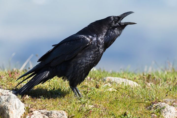 O corvo-comum (foto), o maior dos corvídeos europeus, e o corvo-americano, famoso por sua inteligência e capacidade de imitar sons, estão entre as espécies mais conhecidas.