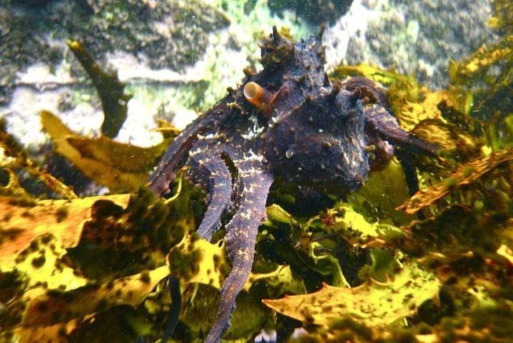 Como outras espÃ©cies de polvos, o polvo-maori possui uma notÃ¡vel inteligÃªncia, sendo capaz de resolver problemas, abrir conchas e atÃ© mesmo escapar de aquÃ¡rios. AlÃ©m disso, tem alta capacidade de regeneraÃ§Ã£o,  inclusive recuperando tentÃ¡culos perdidos.