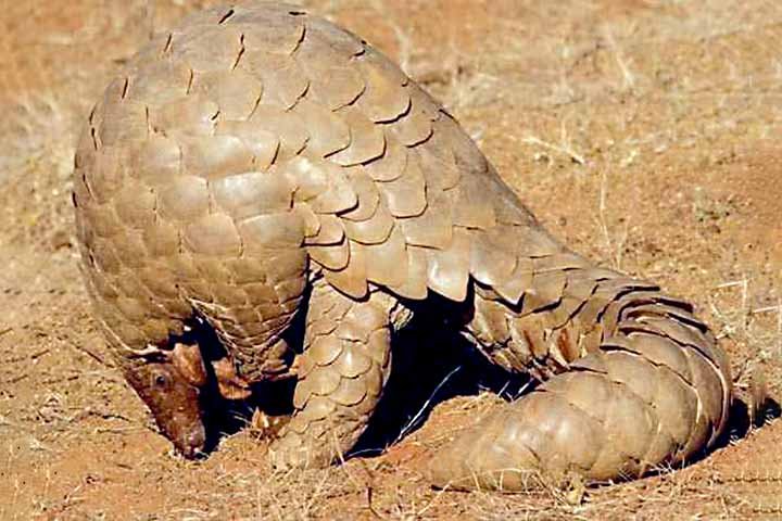 O drama dos pangolins: espécie que poucos conhecem é alvo de tráfico