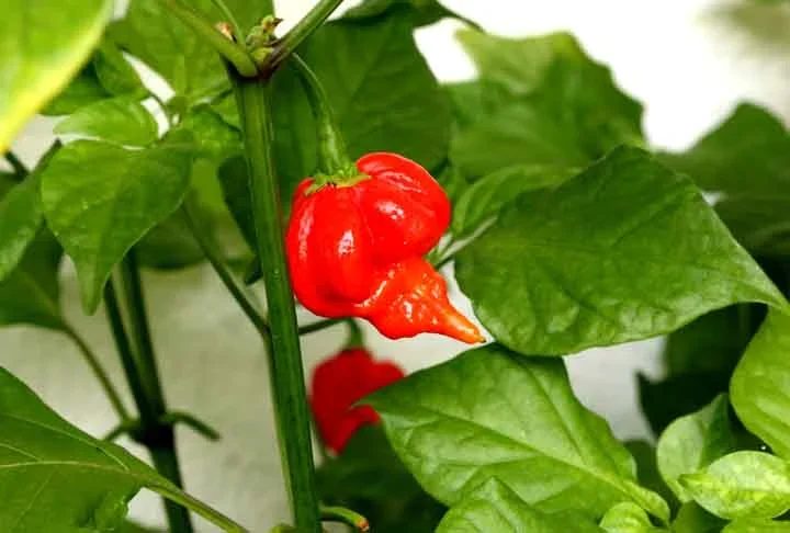 O nome "Butch T" foi dado em homenagem a Butch Taylor, o cultivador original desta variedade intensamente picante. Também é utilizada na produção do popular spray de pimenta.