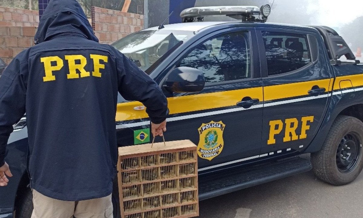 Segundo a PRF, o porta malas do carro tinha diversas gaiolas e redes com 109 pássaros da espécie trinca-ferro, animais silvestres típicos da Mata Atlântica -  (crédito: Reprodução / Polícia Rodoviária Federal )