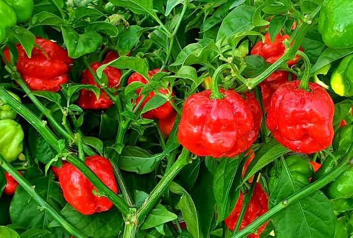 Os habitantes dos locais onde ela é cultivada acreditam que o consumo desta pimenta traz boa sorte e proteção contra energias negativas.