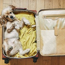 Viagem com cachorro: destinos brasileiros que seu pet vai amar conhecer - Dmitrii Anikin de Getty Images	