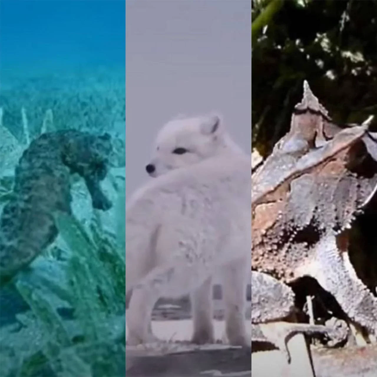 A arte natural da camuflagem de certos animais - Montagem Flipar