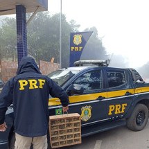 PRF resgata mais de 100 pássaros trinca-ferro em porta-malas de carro - Reprodução / Polícia Rodoviária Federal 