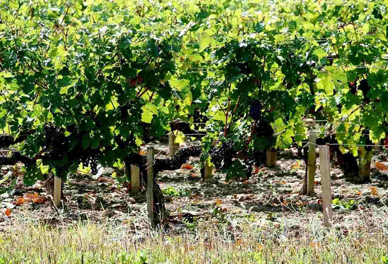 Chateau Margaux (França) - Localizada na região de Bordeaux, é uma das vinícolas mais prestigiadas do mundo. Produz vinhos tintos de alta qualidade, incluindo o renomado Chateau Margaux Grand Vin