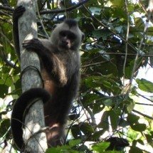 Macaca atropelada vira referência genômica de projeto brasileiro -  Janaine S. Freires Aires