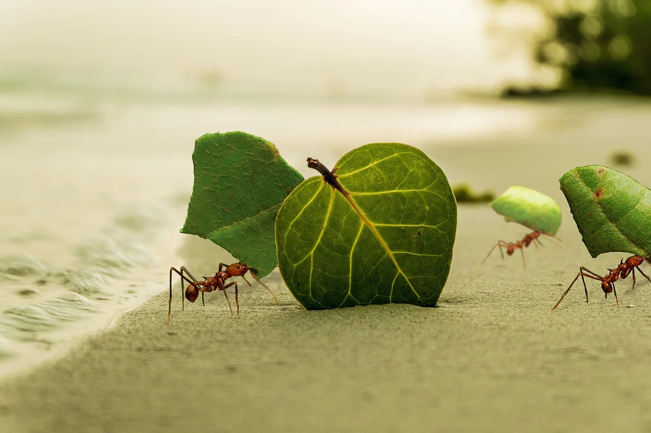 Formigas "derrotam" pessoas em teste de inteligência coletiva - Imagem de Timo Anjala por Pixabay 