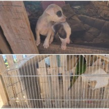 Minas: homem é preso por maus-tratos e abandono de animais - Reprodução/PCMG 