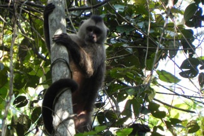 O primata Caiarara está ameaçado de extinção -  (crédito:  Janaine S. Freires Aires)