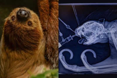 Uma preguiça de 25 anos que vive no Zoológico de Chester, na Inglaterra, ou por uma cirurgia odontológica inédita após tratadores notarem um inchaço em seu rosto. -  (crédito: Montagem/Reprodução @chesterzoo)