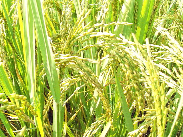 As espécies mais numerosas em bancos genéticos pelo mundo são o arroz (foto), o trigo e o capim kikuyo. Este serve para a alimentação de animais. Bancos genéticos preservam espécies e enviam uma parte para Svalbard. 