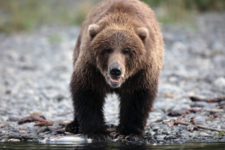 Sua fauna rica inclui ursos-pardos, lobos, alces e águias-americanas. 