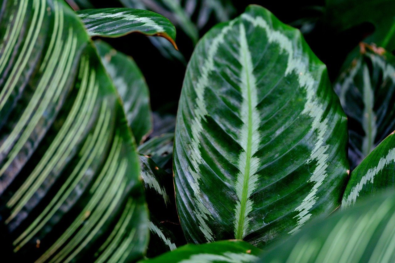 A Calathea (Calathea ornata) encanta com suas folhas que exibem listras rosa e verdes, criando um contraste fascinante. Nativa da América do Sul, ela é amplamente cultivada como planta ornamental, especialmente em ambientes internos, devido à sua resistência e beleza única.