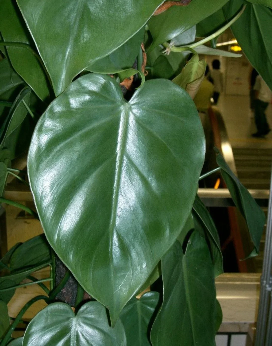 O Filodendro-brasil (Philodendron hederaceum ‘Brasil’) é uma variedade de filodendro com folhas verdes e manchas amarelas que conferem um visual tropical e moderno. Originário da América Central e do Sul, ele é encontrado em ambientes internos e jardins tropicais, sendo muito apreciado por sua resistência e facilidade de cuidado.