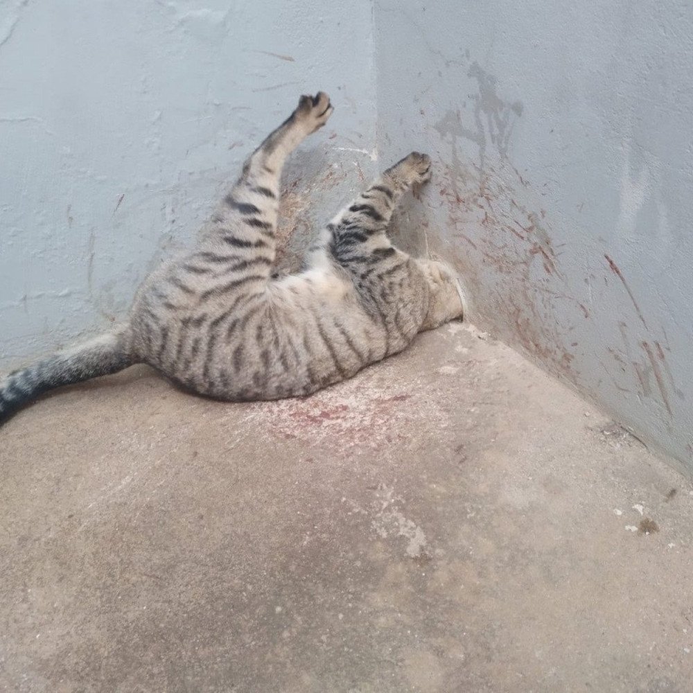 Mg: gato é resgatado após ficar com a cabeça presa em cano de pvc
