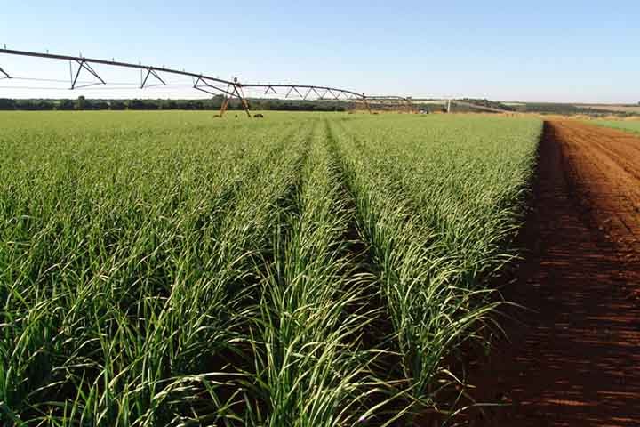 Antes de colocar os dentes na terra na busca por seu plantio, Ã© preciso separÃ¡-los com cuidado. As raÃ­zes e os dentes devem ficar cobertos, mas de forma superficial, com apenas a parte verde para fora. Esse dente vai servir como nutriente para o crescimento da planta.
