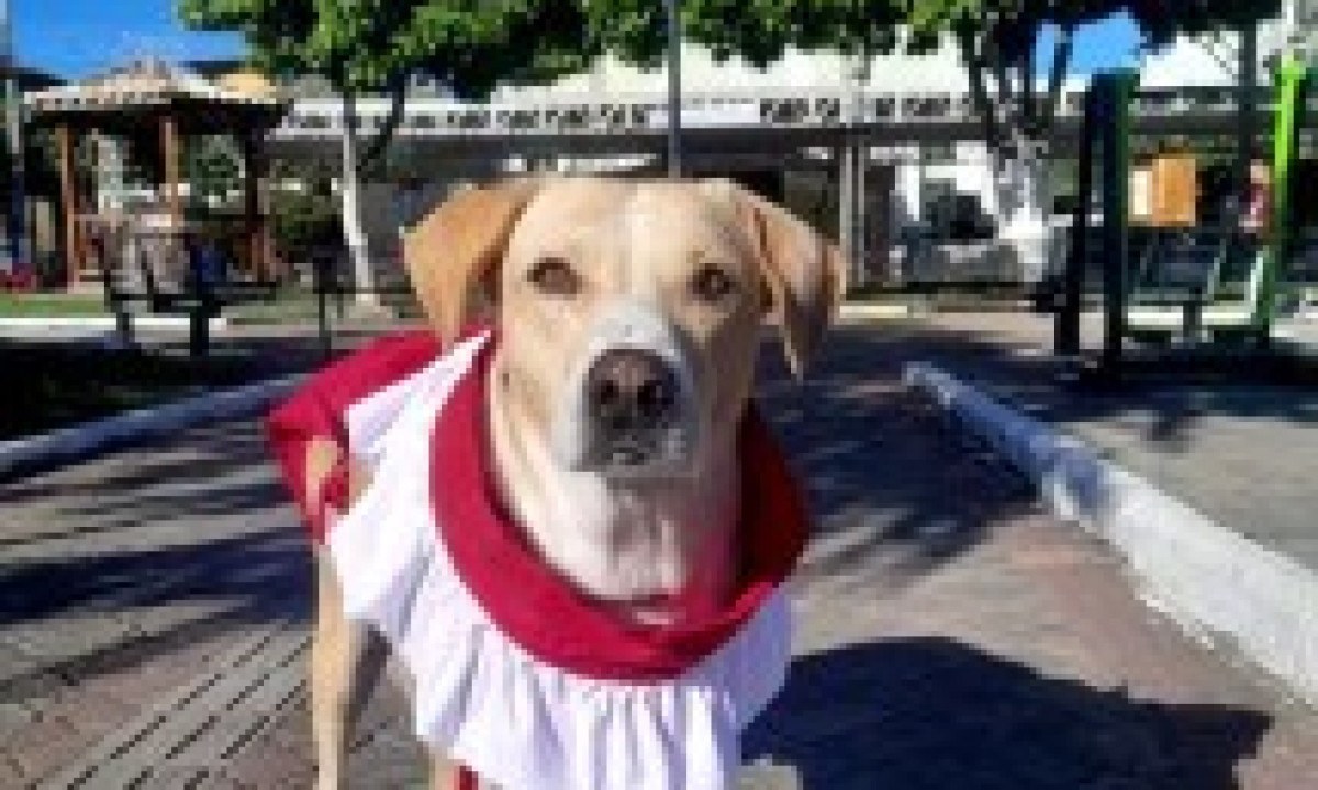 Cachorro vira-lata 'Amarelo', coroinha no último domingo (25/5)