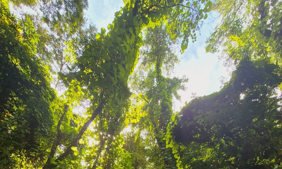 A Reserva do Museu da UFMG abriga uma das poucas áreas de vegetação preservada dentro da capital mineira
 -  (crédito: Jair Amaral/EM/D.A Press)