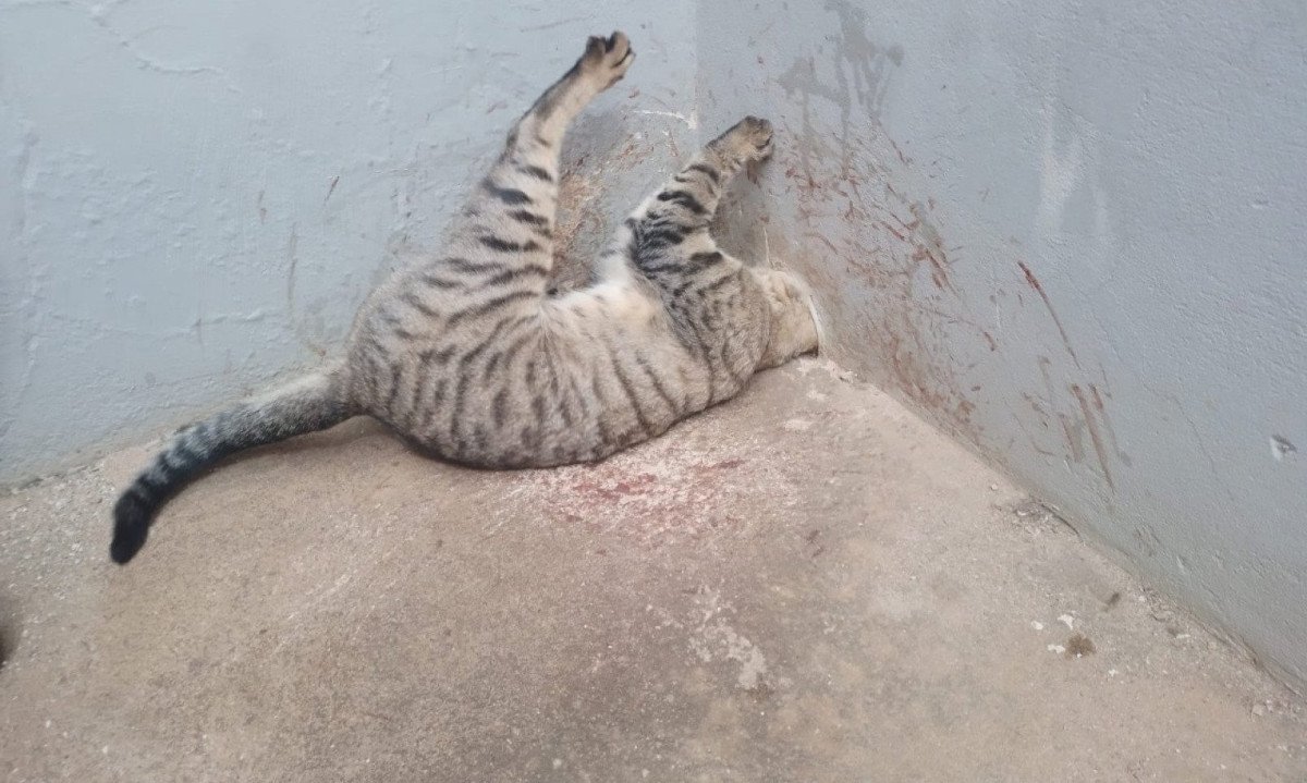 Segundo os bombeiros, após ser libertado, o gato se afastou rapidamente e desapareceu pelas redondezas -  (crédito: Reprodução/CBMMG)