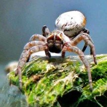 Aranha africana tem comportamento incomum e intriga cientistas -  Bernard DUPONT/Wikimédia Commons