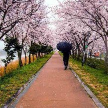 O fascínio das cerejeiras japonesas: veja seu significado -  Imagem de Ambir Tolang por Pixabay