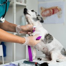 Cigarro faz mal para os pets? Entenda os riscos - FreePik
