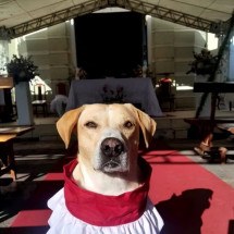 Vídeo: ‘CÃOroinha’ em igreja mineira faz sucesso nas redes sociais - Foto: Fátima Gravina/Arquivo pessoal