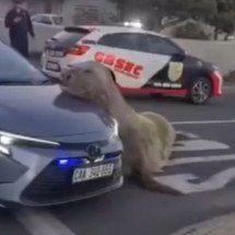 Elefante-marinho gigante invade ruas e tenta subir em carro - Reprodução de vídeo