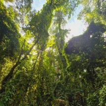 Museu de História Natural em BH pede ajuda para retirada de planta invasora - Jair Amaral/EM/D.A Press