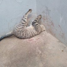 MG: gato é resgatado após ficar com a cabeça presa em cano de PVC - Reprodução/CBMMG