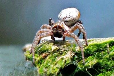 Pesquisadores fizeram uma descoberta sobre as aranhas sociais africanas (Stegodyphus dumicola) que desafia os conceitos tradicionais da ecologia comportamental.  -  (crédito:  Bernard DUPONT/Wikimédia Commons)