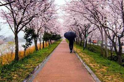 Suas flores, conhecidas como sakura, desabrocham por um curto período de tempo, geralmente entre março e abril, criando uma paisagem de tons rosados que atrai milhões de pessoas para contemplação. Vamos aqui conhecer um pouco mais sobre elas, que tal? -  (crédito:  Imagem de Ambir Tolang por Pixabay)