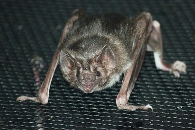 Pesquisadores do Canadá fizeram um  teste com morcegos-vampiros que atraiu a curiosidade. Eles quiseram entender por que a espécie tem ótima capacidade de correr mesmo sem obter energia suficiente para isso dos carboidratos e gorduras que eles conseguem do sangue das presas.
 -  (crédito: Ltshears/Wikimedia Commons)
